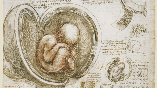 efe-leonardo-da-vinci-dibujos-de-anatomia-arte