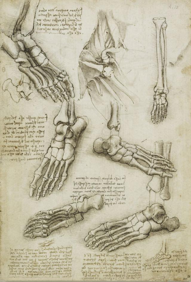 Leonardo-da-Vinci-Anatomia-Pie