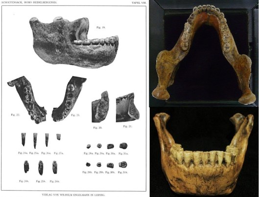 Mauer mandible